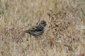 Finch, Pine Siskin, 2015-06142067 Point Reyes National Seashore, CA